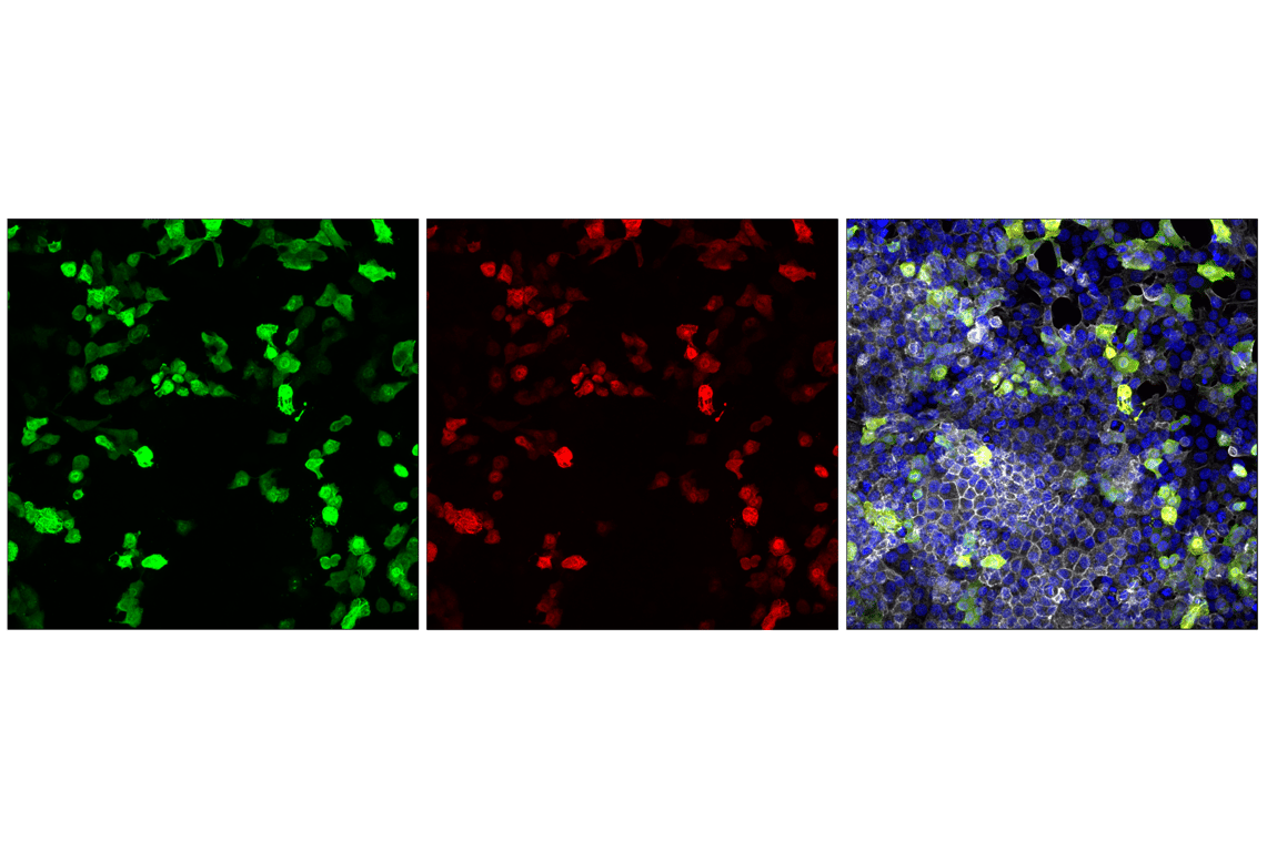 Immunofluorescence Image 1: T7-Tag (F1O6G) Mouse Monoclonal Antibody