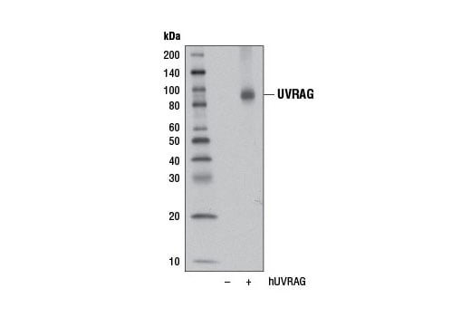 Western Blotting Image 2: UVRAG (D2Q1Z) Rabbit Monoclonal Antibody