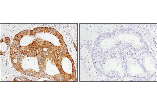 Immunohistochemistry Image 3: Glutamate Dehydrogenase 1/2 (D9F7P) Rabbit mAb (BSA and Azide Free)