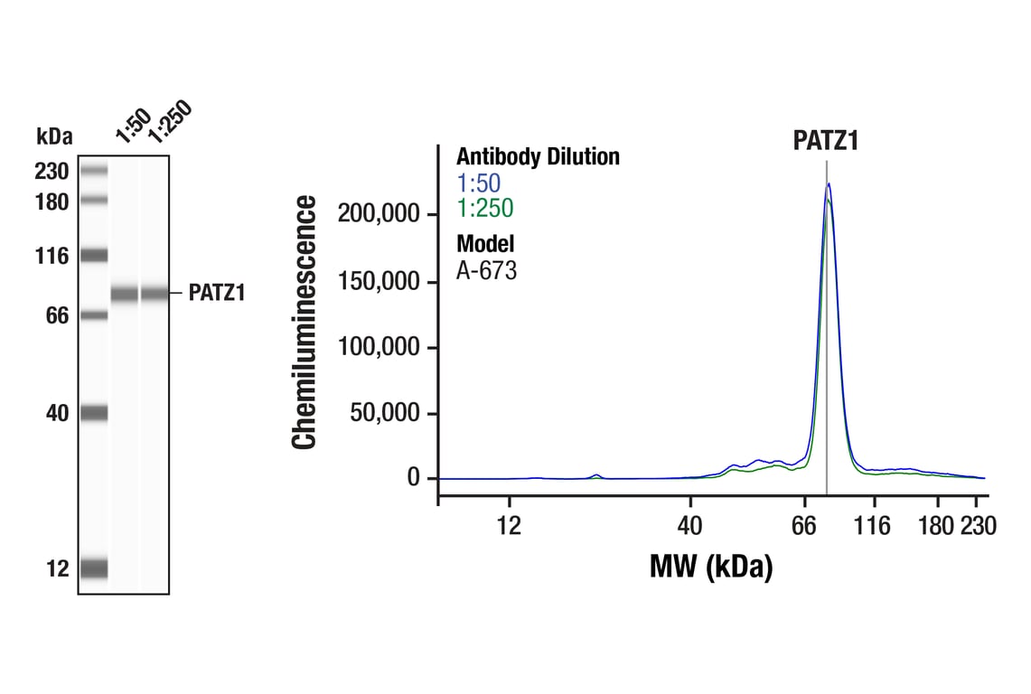 Western Blotting Image 1: PATZ1 (F2N4R) Rabbit Monoclonal Antibody