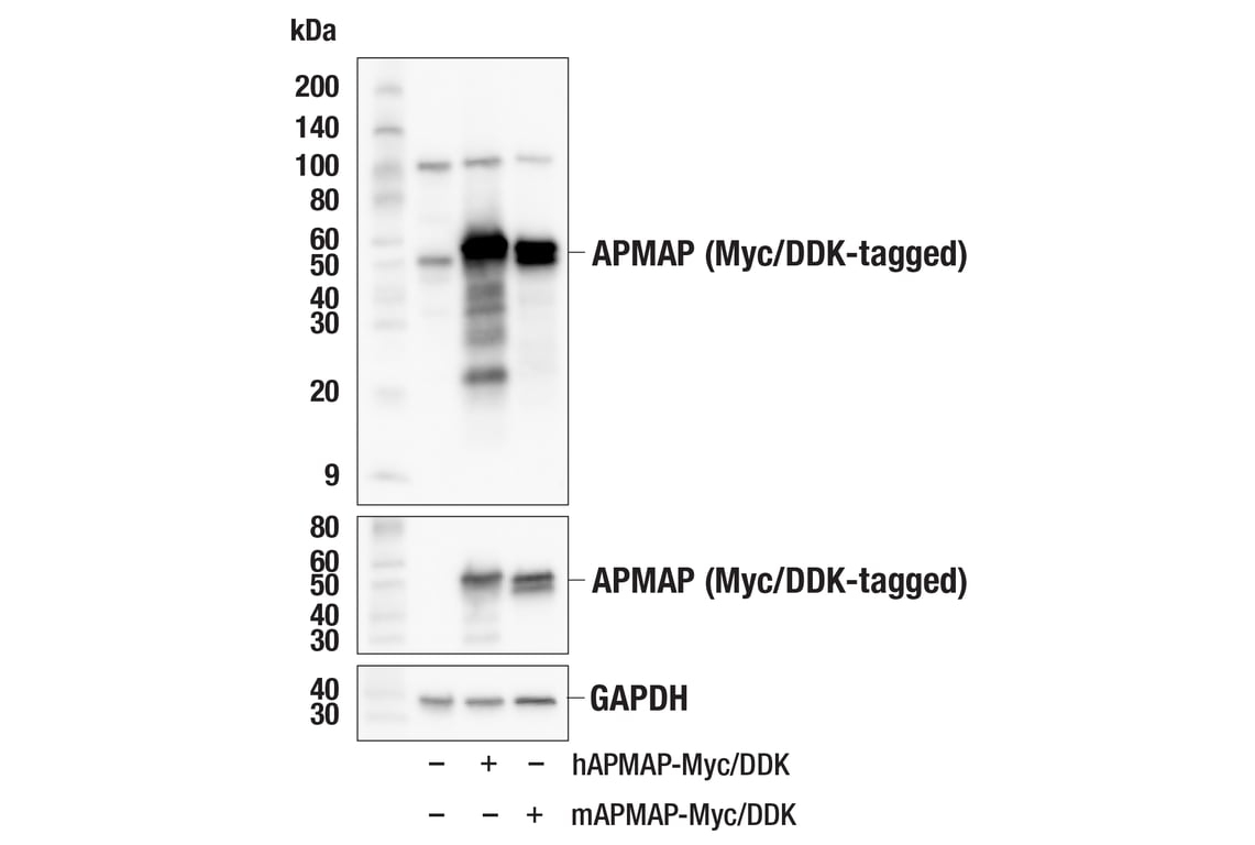 Western Blotting Image 2: APMAP (F1E6M) Rabbit Monoclonal Antibody