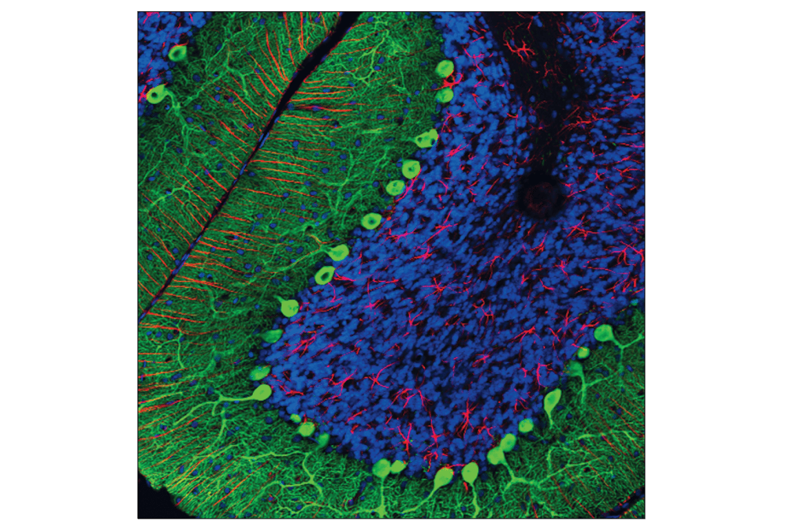 Immunofluorescence Image 1: Calbindin (D1I4Q) Rabbit Monoclonal Antibody (BSA and Azide Free)