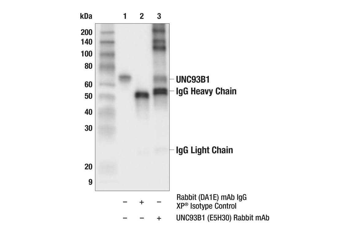 Immunoprecipitation Image 1: UNC93B1 (E5H3O) Rabbit Monoclonal Antibody