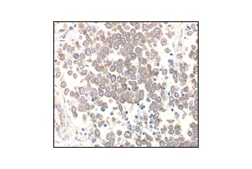 Immunohistochemistry Image 3: alpha-Tubulin Antibody