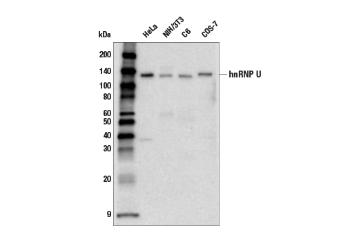 Western Blotting Image 2: hnRNP U (E2O1R) Rabbit Monoclonal Antibody