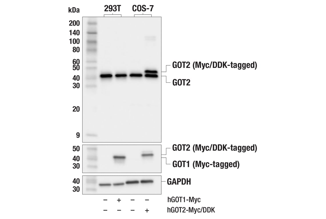 Western Blotting Image 3: GOT2 (F4P3R) Rabbit Monoclonal Antibody