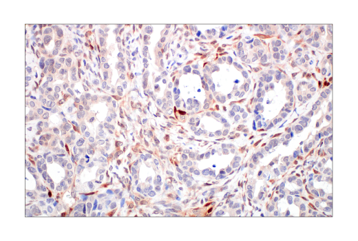 Immunohistochemistry Image 7: PTEN (138G6) Rabbit Monoclonal Antibody (BSA and Azide Free)