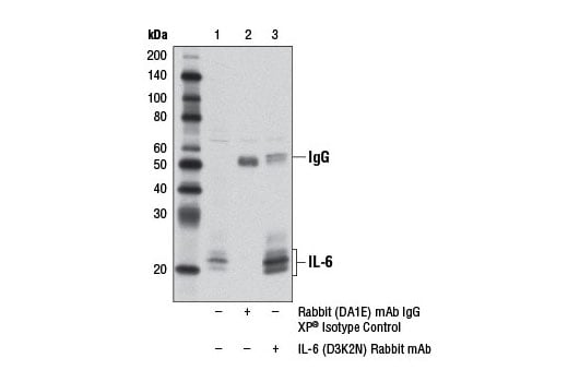 Immunoprecipitation Image 1: IL-6 (D3K2N) Rabbit Monoclonal Antibody