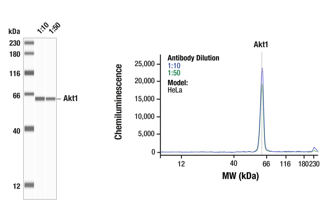undefined Image 4: Akt Isoform Antibody Sampler Kit