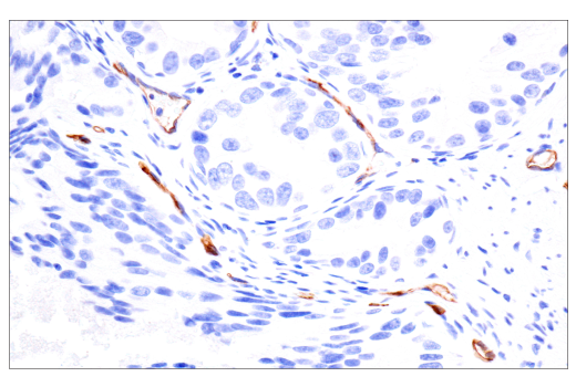 Immunohistochemistry Image 7: PODXL (E8O1S) Rabbit Monoclonal Antibody