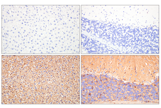 Immunohistochemistry Image 5: ApoE (pan) (D7I9N) Rabbit mAb (BSA and Azide Free)