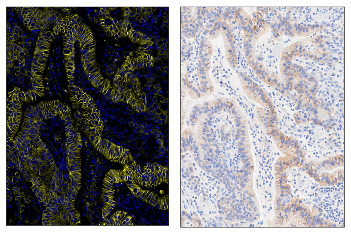 Immunohistochemistry Image 6: Na,K-ATPase alpha1 (D4Y7E) & CO-0079-647 SignalStar<sup>™</sup> Oligo-Antibody Pair