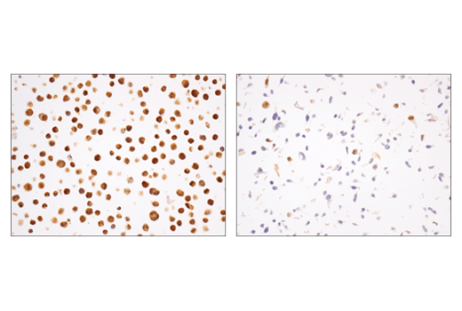 Immunohistochemistry Image 6: SHP-2 (D50F2) Rabbit Monoclonal Antibody