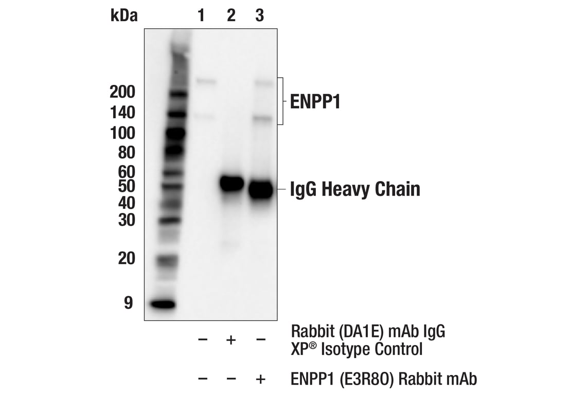 Immunoprecipitation Image 1: ENPP1 (E3R8O) Rabbit Monoclonal Antibody