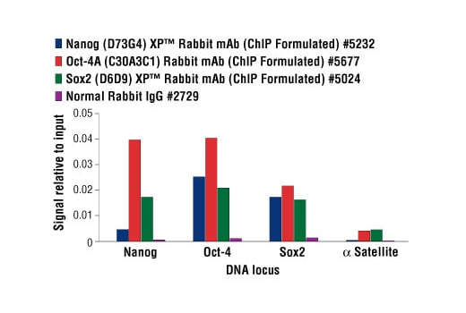Chromatin Immunoprecipitation Image 3: Nanog (D73G4) Rabbit Monoclonal Antibody (ChIP Formulated)
