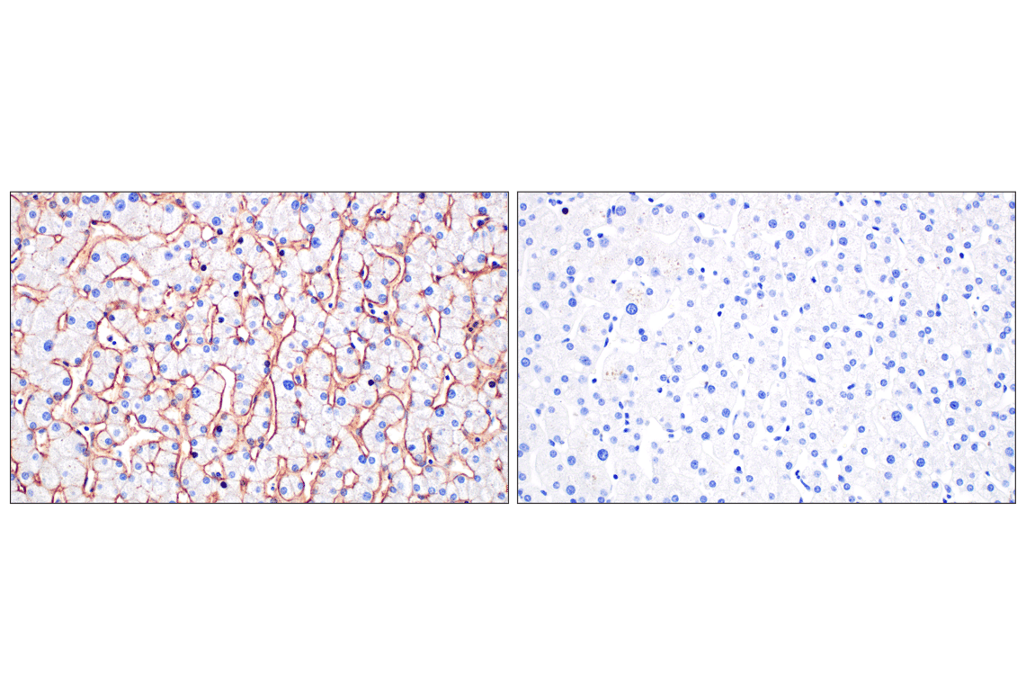 Immunohistochemistry Image 9: MCT1/SLC16A1 (E7A2K) Rabbit Monoclonal Antibody (BSA and Azide Free)
