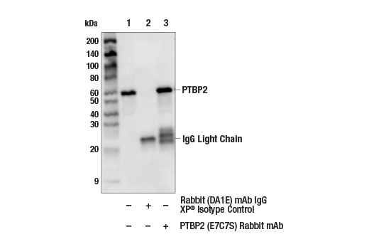 Immunoprecipitation Image 1: PTBP2 (E7C7S) Rabbit Monoclonal Antibody