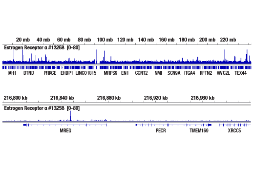CUT & RUN Image 1: Estrogen Receptor alpha (D6R2W) Rabbit Monoclonal Antibody