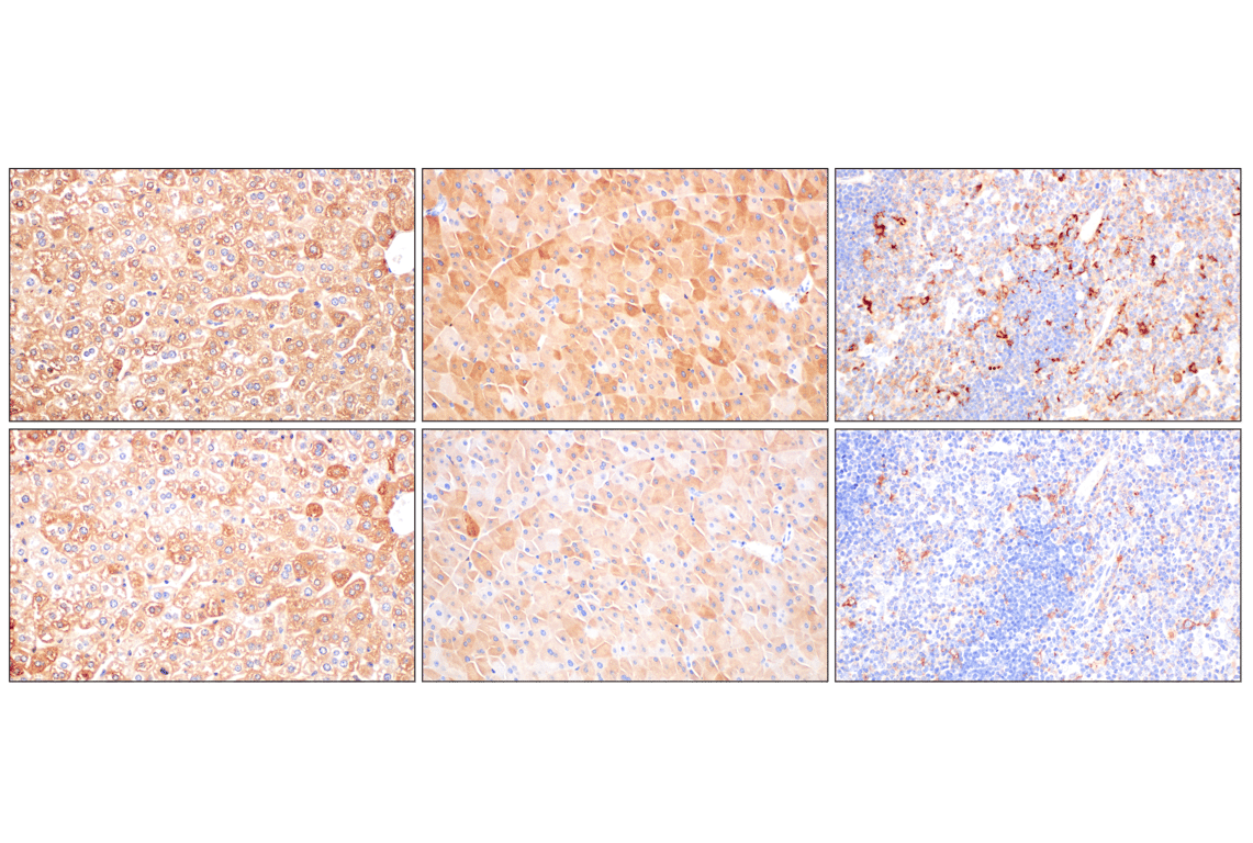 Immunohistochemistry Image 10: FTL (F9O4I) Rabbit Monoclonal Antibody