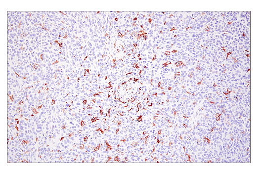 Immunohistochemistry Image 2: Fc-gammaRIV (E8I7C) Rabbit Monoclonal Antibody