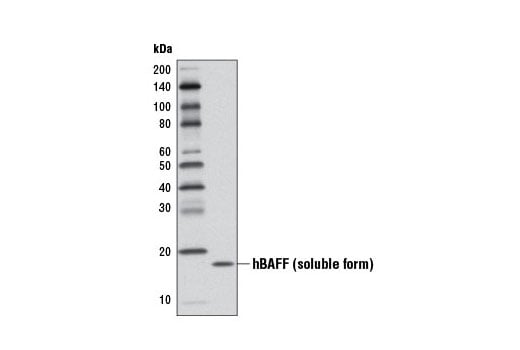 Western Blotting Image 2: BAFF (D7I1U) Rabbit Monoclonal Antibody