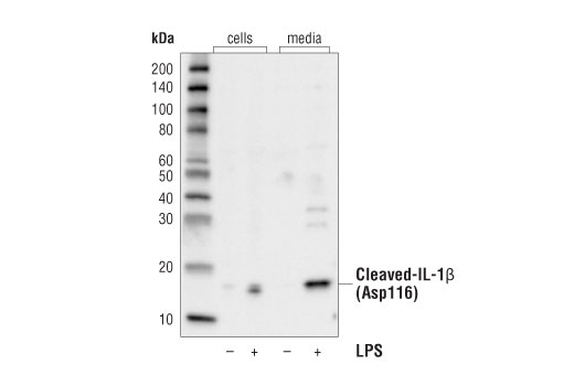 Western Blotting Image 2: Cleaved-IL-1 beta (Asp116) (D3A3Z) Rabbit Monoclonal Antibody (Biotinylated)