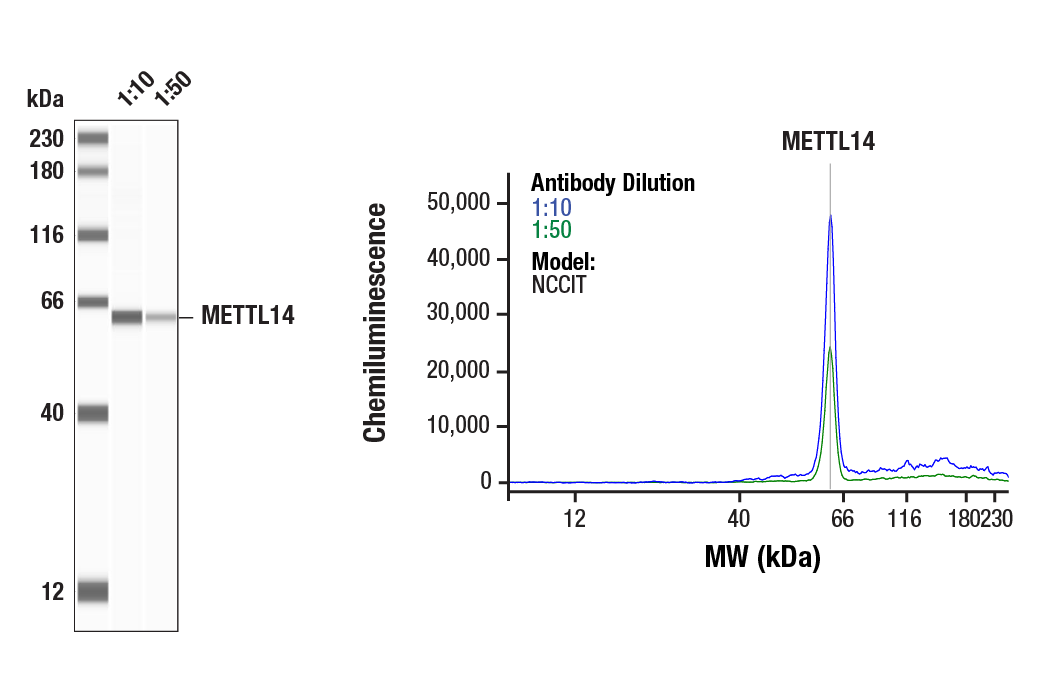 undefined Image 8: N6-mA Methyltransferase Antibody Sampler Kit