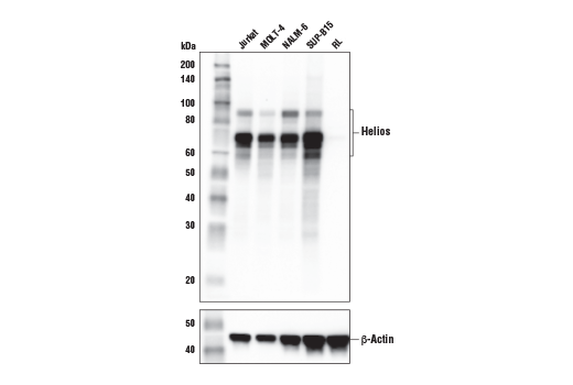Western Blotting Image 2: Helios (E4L5U) Rabbit Monoclonal Antibody (BSA and Azide Free)