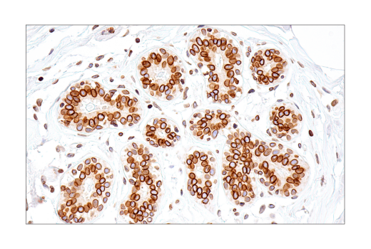 Immunohistochemistry Image 1: Lamin B1 (E6M5T) Rabbit Monoclonal Antibody