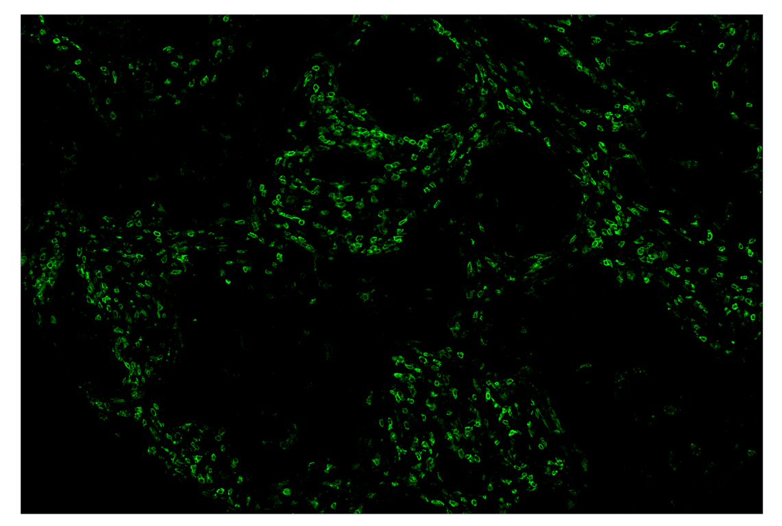 Immunohistochemistry Image 2: CD4 (MSVA-004R) & CO-0071-594 SignalStar<sup>™</sup> Oligo-Antibody Pair