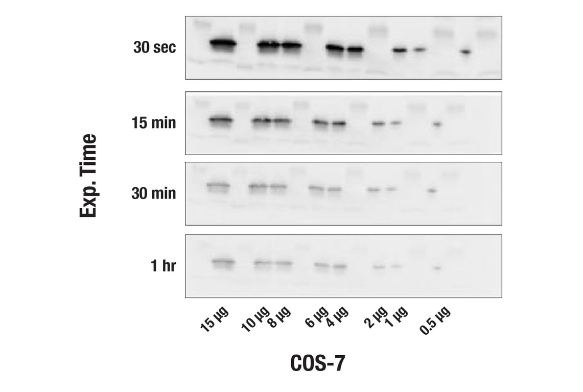 Western Blotting Image 2: 20X LumiGLO<sup>®</sup> Reagent and 20X Peroxide