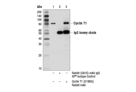 Immunoprecipitation Image 1: Cyclin T1 (D1B6G) Rabbit Monoclonal Antibody