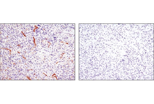 Immunohistochemistry Image 3: NDRG1 (D8G9) Rabbit Monoclonal Antibody (BSA and Azide Free)