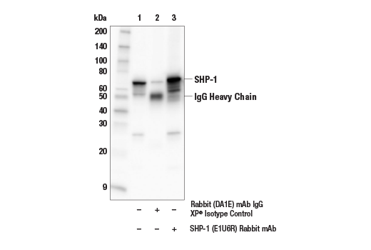 Immunoprecipitation Image 1: SHP-1 (E1U6R) Rabbit Monoclonal Antibody
