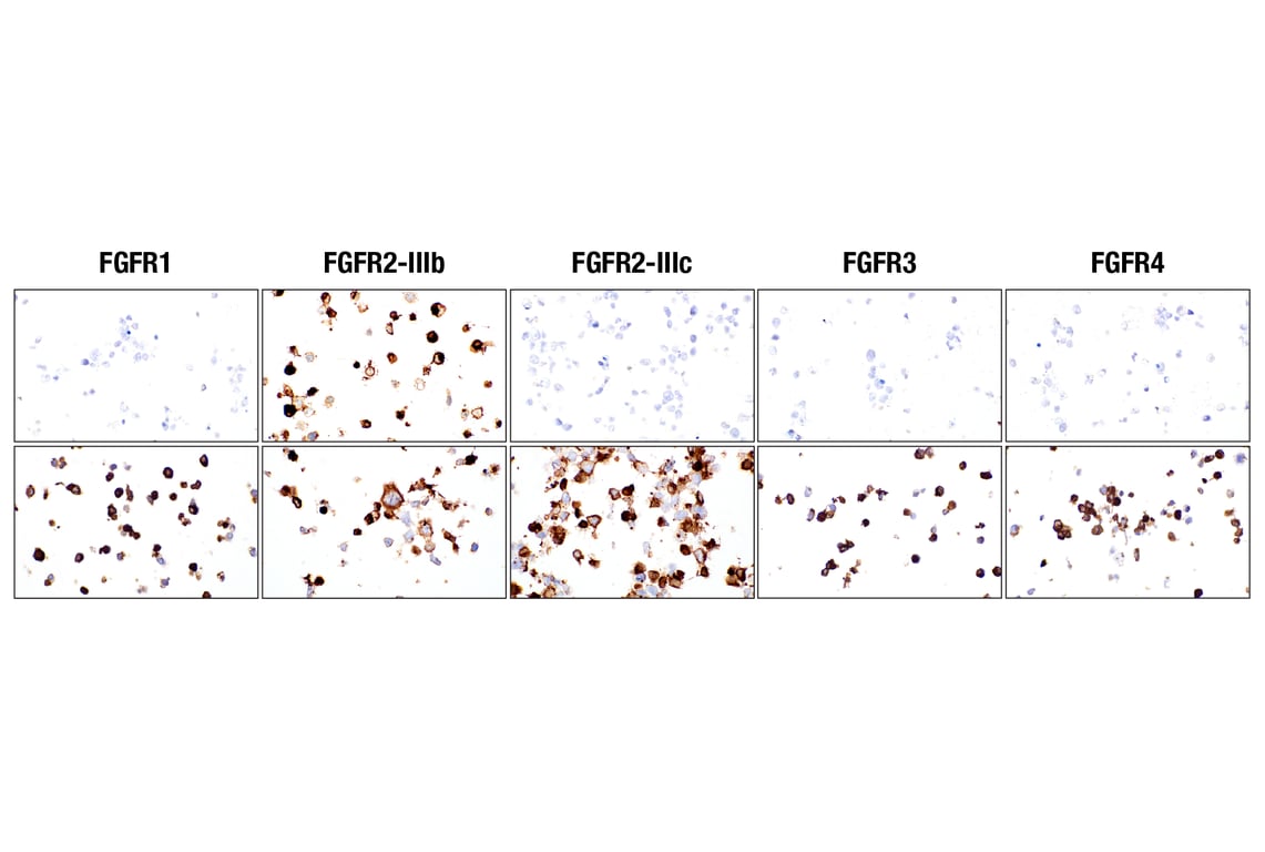 Immunohistochemistry Image 1: FGF Receptor 2IIIb (FPR2-D) Mouse Monoclonal Antibody