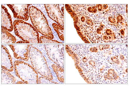 Immunohistochemistry Image 4: CDK2 (E8J9T) Rabbit Monoclonal Antibody (BSA and Azide Free)