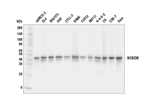 Western Blotting Image 2: BCKDK (E5B6J) Rabbit Monoclonal Antibody