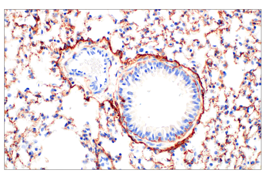 Immunohistochemistry Image 2: TMEM119 (E3W5L) Rabbit Monoclonal Antibody (BSA and Azide Free)