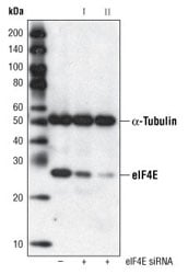 Western Blotting Image 2: eIF4E (C46H6) Rabbit Monoclonal Antibody (BSA and Azide Free)
