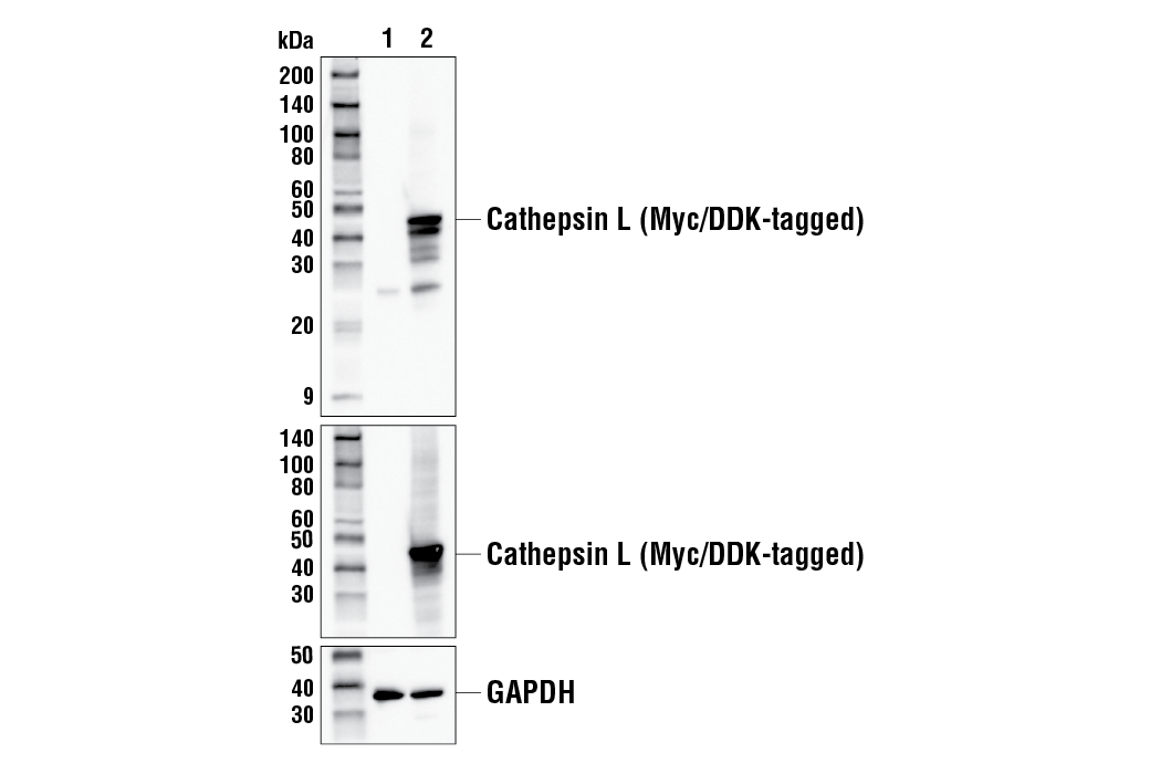 undefined Image 21: SARS-CoV-2 Virus-Host Interaction Antibody Sampler Kit