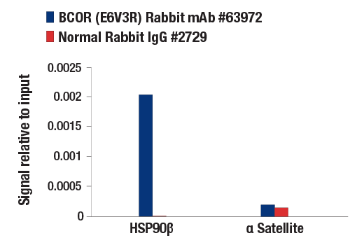 Chromatin Immunoprecipitation Image 1: BCOR (E6V3R) Rabbit Monoclonal Antibody