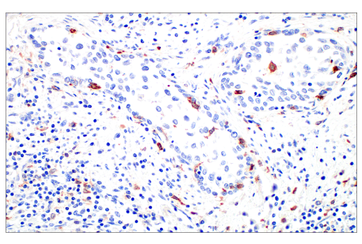 Immunohistochemistry Image 3: Siglec-10 (E1D7S) Rabbit Monoclonal Antibody (BSA and Azide Free)