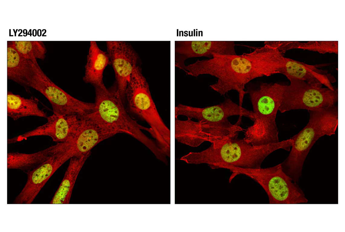 Immunofluorescence Image 1: Akt (pan) (C67E7) Rabbit mAb (Alexa Fluor<sup>®</sup> 647 Conjugate)