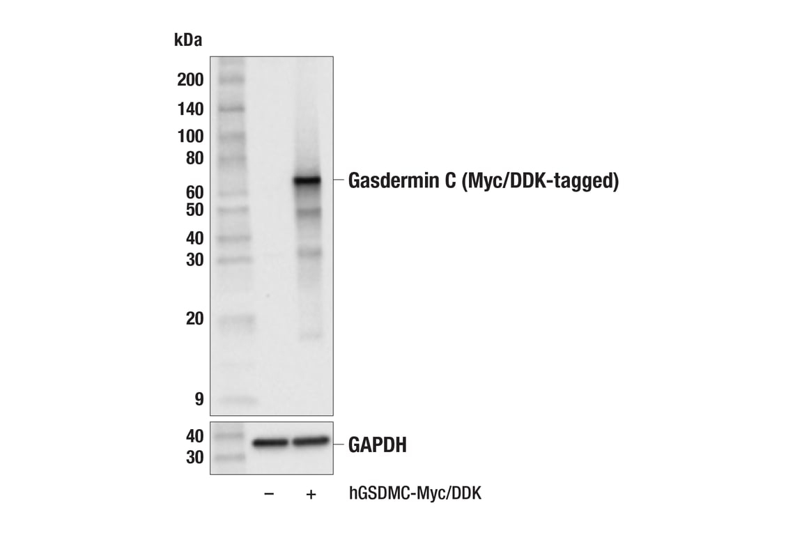 Western Blotting Image 2: Gasdermin C (F9R3M) Rabbit Monoclonal Antibody