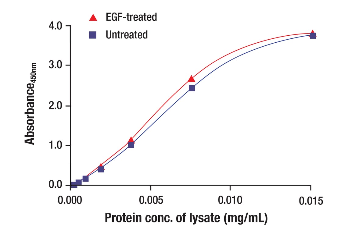 ELISA and/or ELISA-like Assays Image 3: EGF Receptor (EGFR1) Mouse Monoclonal Antibody (BSA and Azide Free)