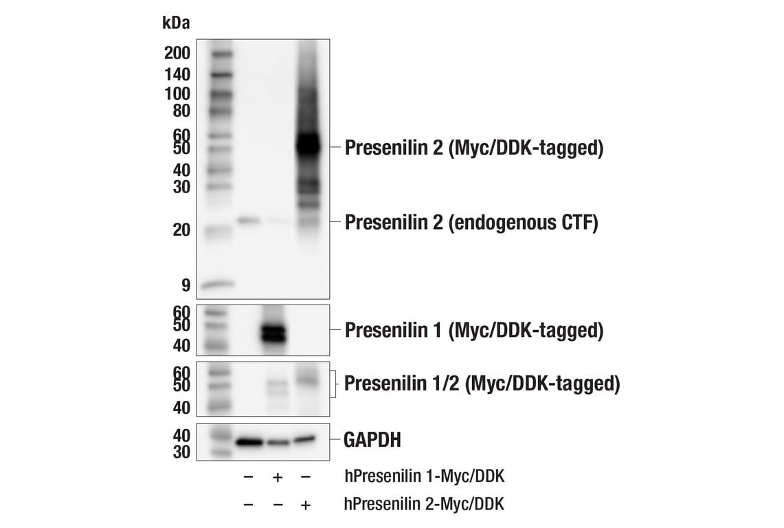Western Blotting Image 2: Presenilin 2 (F7E5Q) Rabbit Monoclonal Antibody