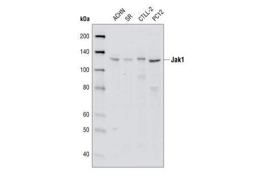 undefined Image 2: Jak Isoform Antibody Sampler Kit