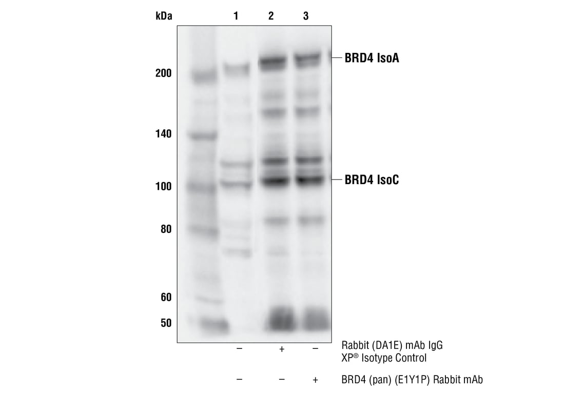 Immunoprecipitation Image 1: BRD4 (pan) (E1Y1P) Rabbit Monoclonal Antibody