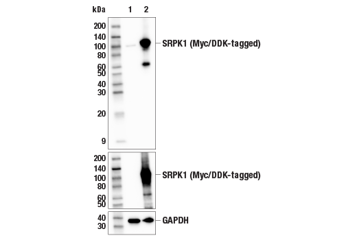 Western Blotting Image 2: SRPK1 (E7J5U) Rabbit Monoclonal Antibody