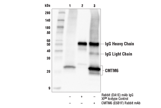 Immunoprecipitation Image 1: CMTM6 (E5B1F) Rabbit Monoclonal Antibody